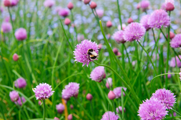  A pink flower of chives, Allium schoenoprasum