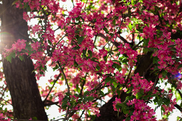 Fototapeta premium Pink flowers on the apple tree