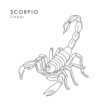 Scorpion linear illustration or tattoo sketch hand drawn