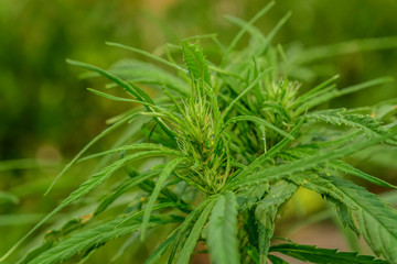 Cultivation of marijuana (Cannabis sativa), flowering cannabis plant as a legal medicinal drug,
