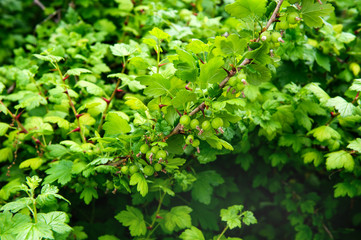 Obraz premium Gooseberries on the brunch