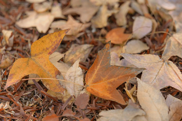 autumn leaves, very shallow focus, maple leaf and blue sky at asia