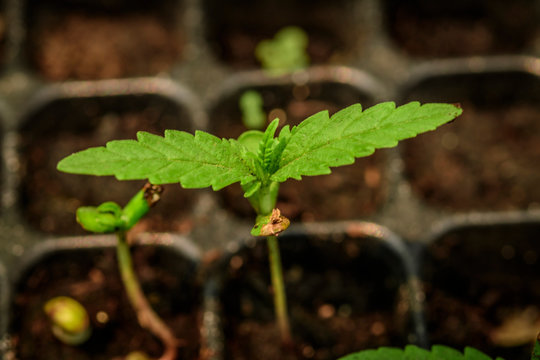 marijuana growing from seed,Young plant shot