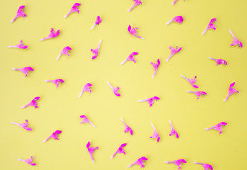 Fototapeta premium Floral background frame made of pink flowers and purple buds on a yellow background. Flat lay, top view floral background.