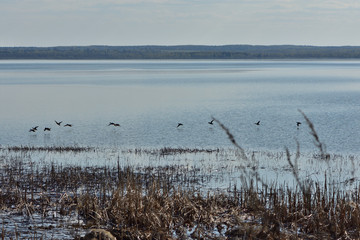 birds on the lake