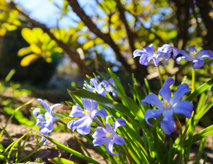 Fototapeta na wymiar Blooming of beautiful blue flowers (Chionodoxa) in the spring garden