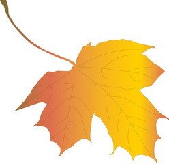 autumn maple leaf illustration