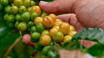 Coffee beans on tree