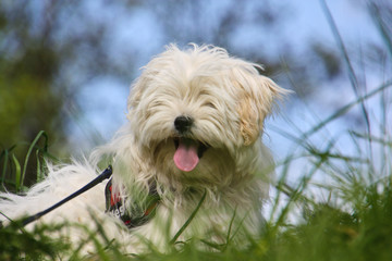 Small dog in the green Grass