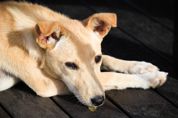 Mongral Dog laying on decking - Sri Lanka 