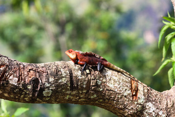 Chameleon, Ella - Little Adams Peak, Sri Lanka 