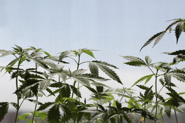 plantation medical cannabis . marijuana plant farm outdoor