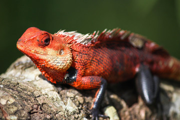Chameleon, Ella - Little Adams Peak, Sri Lanka 