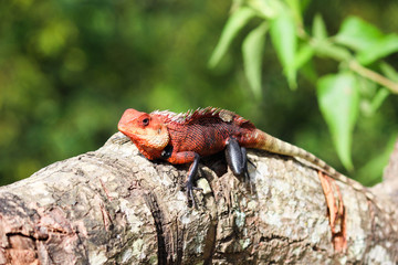 Chameleon, Ella - Little Adams Peak, Sri Lanka 