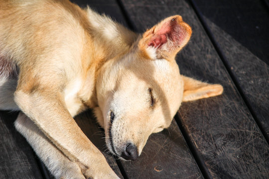 Mongral Dog laying on decking - Sri Lanka 