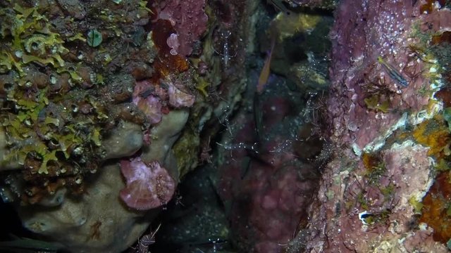 Tiny shrimps at the cleaning station. Underwater video. Tulamben, Bali, Indonesia.