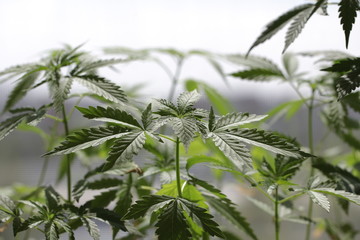 plantation medical cannabis . marijuana plant farm outdoor