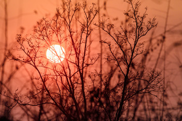 The silhouette of the branches at sunset