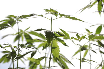 plantation medical cannabis . marijuana plant farm outdoor