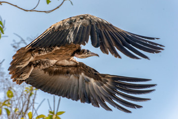 Lappet-faced vulture (Torgos tracheliotus) ,Gambia - West Africa 