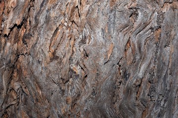 Abstract Tallowood Eucalyptus bark closeup textured background