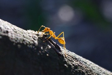 Red ant on the tree