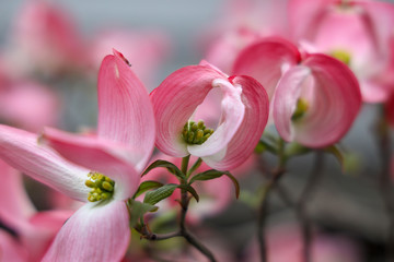京都ぶらり、春のハナミズキ開花