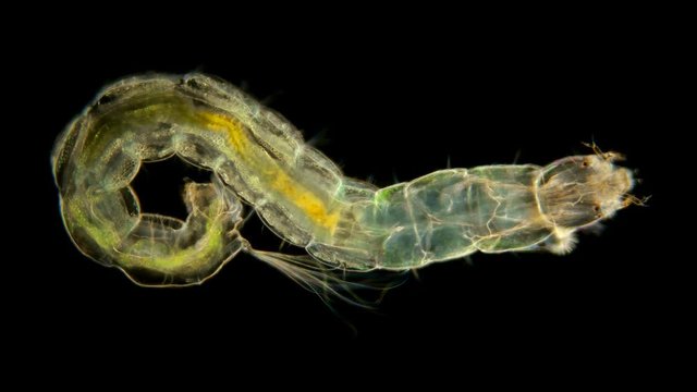 insect larva Chironomidae under the microscope, distributed at the bottom of ponds, are indicators of water, food for fish and used by fishermen, diverse life in colors 4K