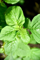 Close-up tropical green plants in the Philippines