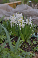 Fototapeta premium white hyacinths in the garden