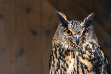 Imposanter Uhu im Portrait schaut skeptisch mit leuchtend-orangen Augen und Federbüschelohren