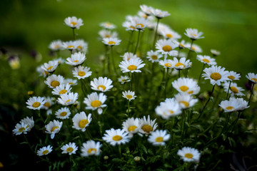 pretty daisies in the garden