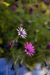 pretty daisies in the garden