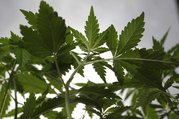 plantation medical cannabis . marijuana plant farm outdoor