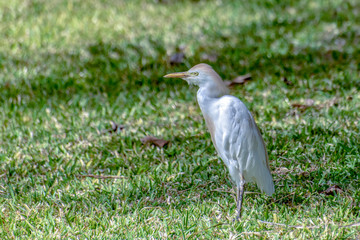 Great white egret (egretta alba),The Gambia - West Africa