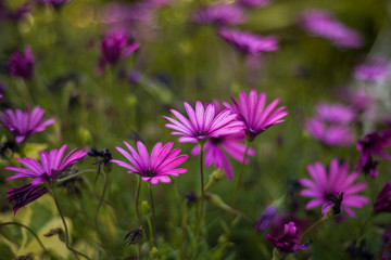 pretty daisies in the garden