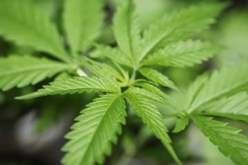 plantation medical cannabis . marijuana plant farm outdoor. mans flowers