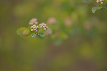 flower in the garden 