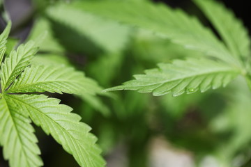 plantation medical cannabis . marijuana plant farm outdoor. mans flowers