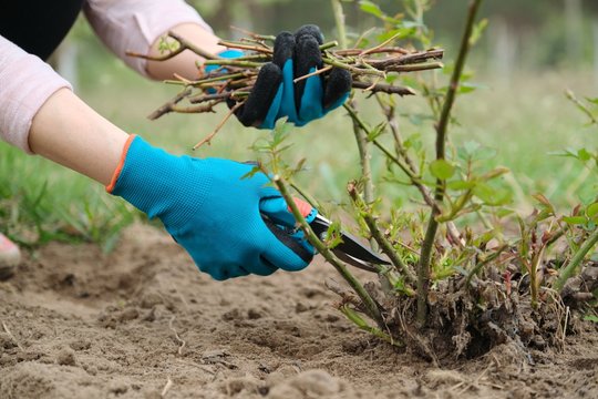 Closeup Of Gardeners Hand In Protective Gloves With Garden Pruner Making Spring Pruning Of Rose Bush.