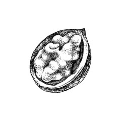 Hand drawn walnut kernel in broken shell