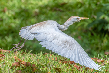 Great white egret (egretta alba),The Gambia - West Africa