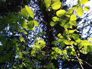 Feuilles de noisetier en milieu naturel de forêt 