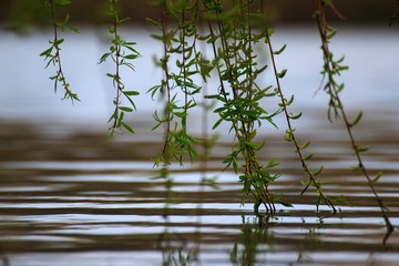 Branches touching the river surface, Tree reflections on the water