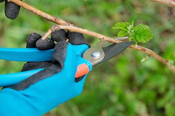 Closeup of hands doing spring pruning of raspberry bushes, gardener in gloves with garden pruner.
