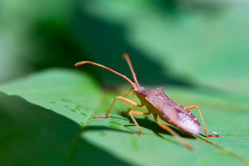 Shield Bug on grass