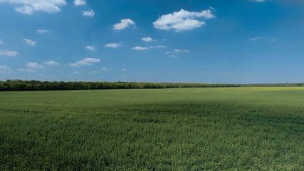 Fototapeta na wymiar Bright blue skies and green fields