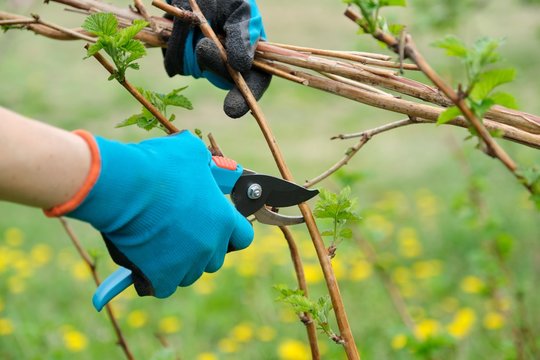 Closeup of hands doing spring pruning of raspberry bushes, gardener in gloves with garden pruner.
