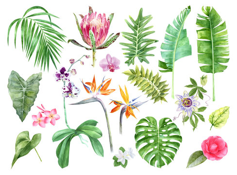 Tropical leaves and flowers collection.