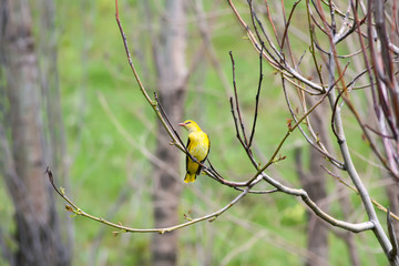 Cute bird and forest. Natural background. Eurasian Golden Oriole